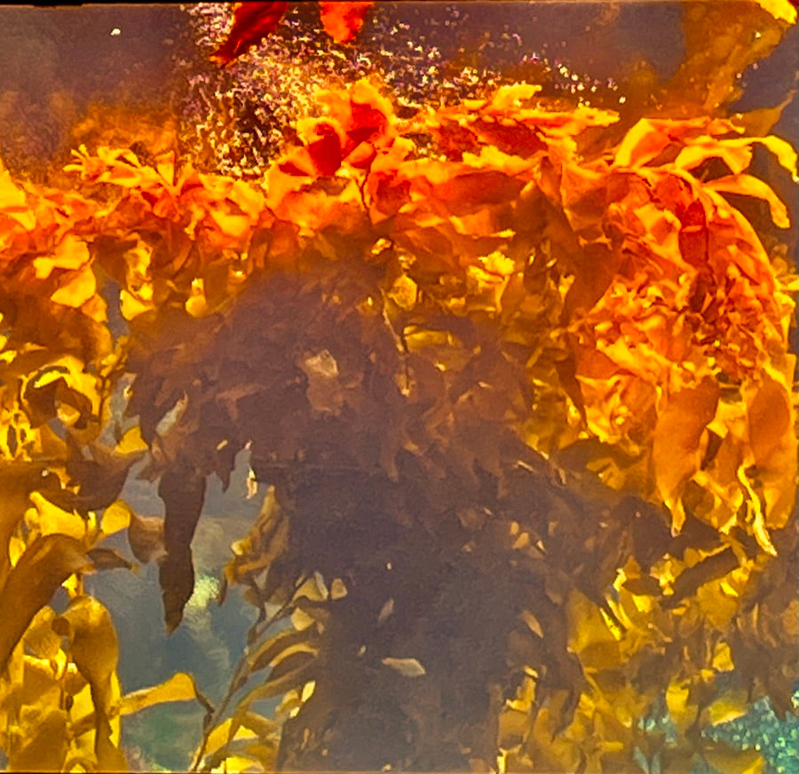 Kelp Bouquet