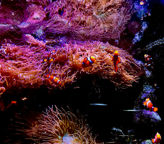 Nemos and anemones